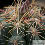 Thelocactus bicolor