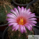 Thelocactus bicolor