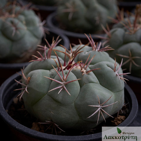 Thelocactus hexaedrophorus