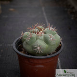 Thelocactus hexaedrophorus