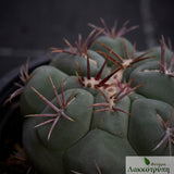 Thelocactus hexaedrophorus