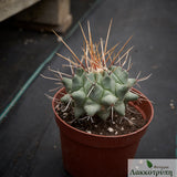 Thelocactus lophothele