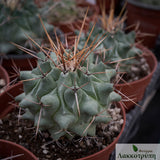 Thelocactus lophothele