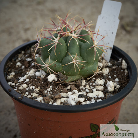 Thelocactus heterochromus