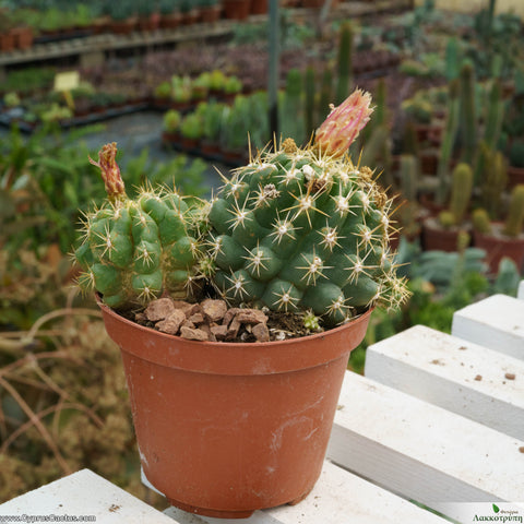 Thelocactus leucacanthus