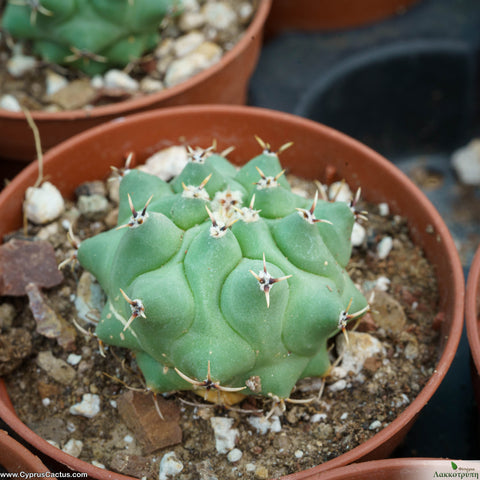 Thelocactus rinconensis phymatothelos