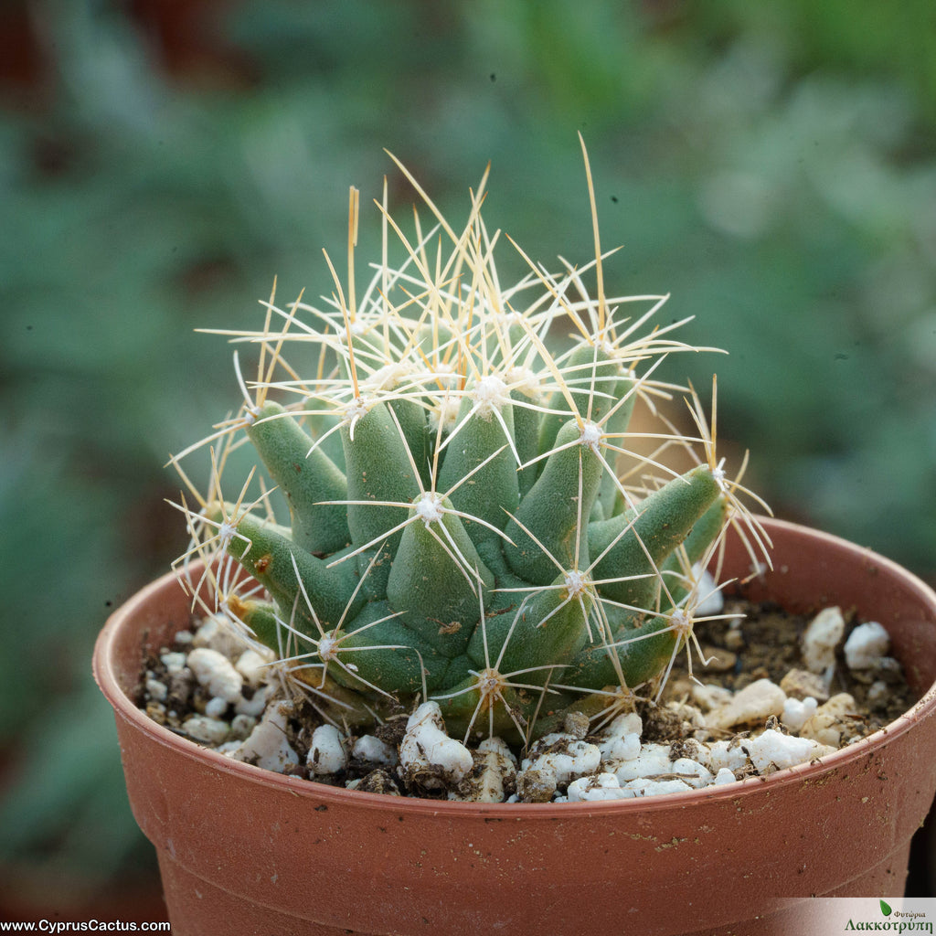 Thelocactus matudae Cyprus Cactus