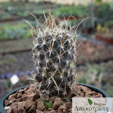 Toumeya papyracantha