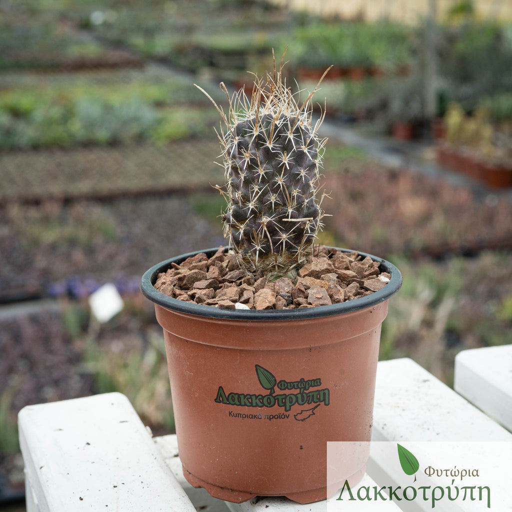 Toumeya papyracantha Cyprus Cactus