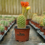 Trichocereus lak2105_01