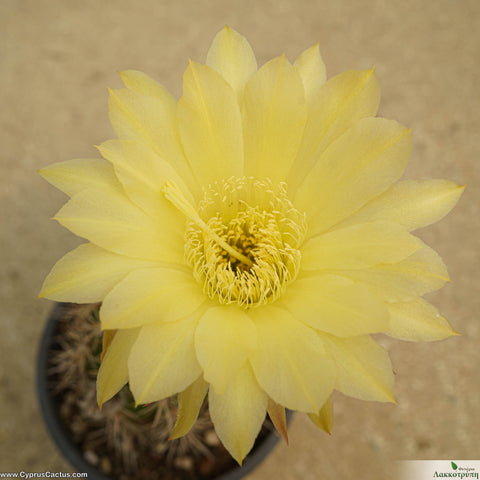 Trichocereus lak2105_04