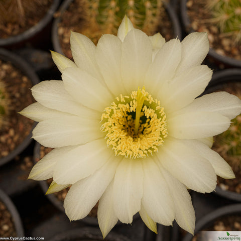 Trichocereus lak2105_06