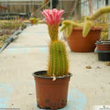 Trichocereus hybrid LAK210601