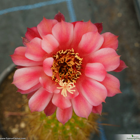 Trichocereus hybrid LAK210601