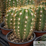 Trichocereus sp.