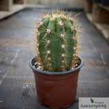 Trichocereus sp.