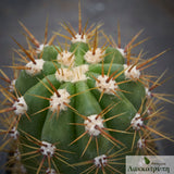 Trichocereus sp.