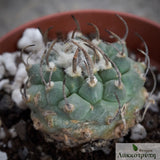 Turbinicarpus klinkerianus