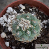 Turbinicarpus klinkerianus