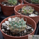 Turbinicarpus klinkerianus