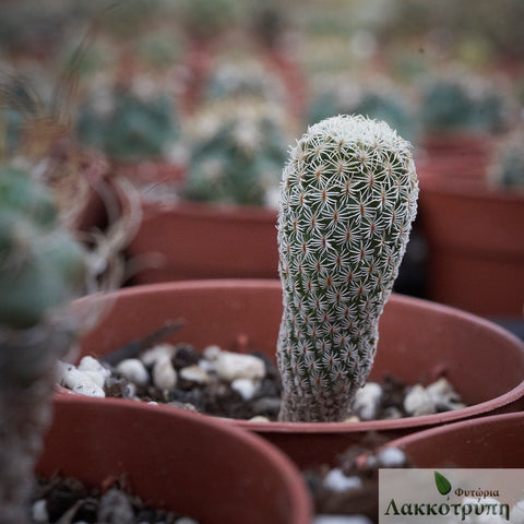 Turbinicarpus krainzianus