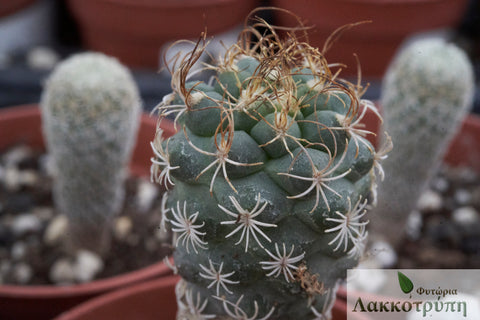 Turbinicarpus pseudomacrochele