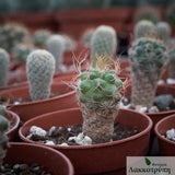 Turbinicarpus pseudomacrochele