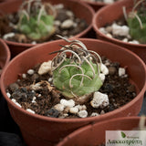 Turbinicarpus schwarzii