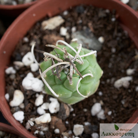 Turbinicarpus schwarzii