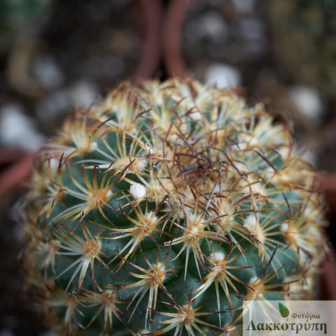 Turbinicarpus ysabelae