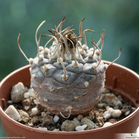 Turbinicarpus polaskii