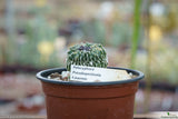 Turbinicarpus pseudopectinatus f. inermis grafted