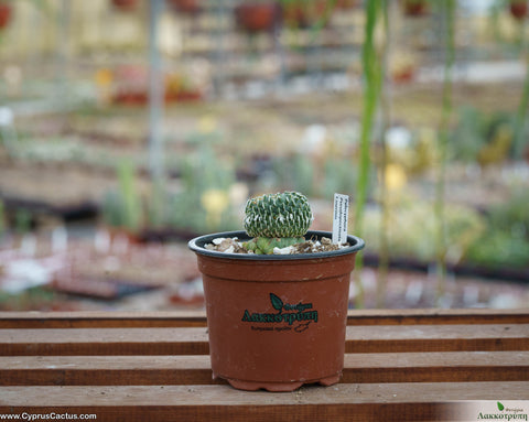 Turbinicarpus pseudopectinatus f. inermis grafted