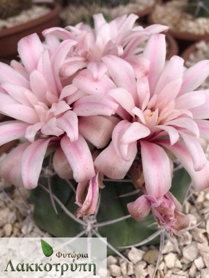 Gymnocalycium mostii – Cyprus Cactus