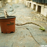 Ceropegia stapeliiformis