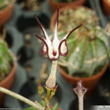 Ceropegia stapeliiformis