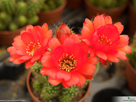 Chamaelobivia 'Rose Quartz' orange flower