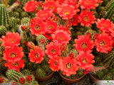 Chamaelobivia 'Rose Quartz' orange flower