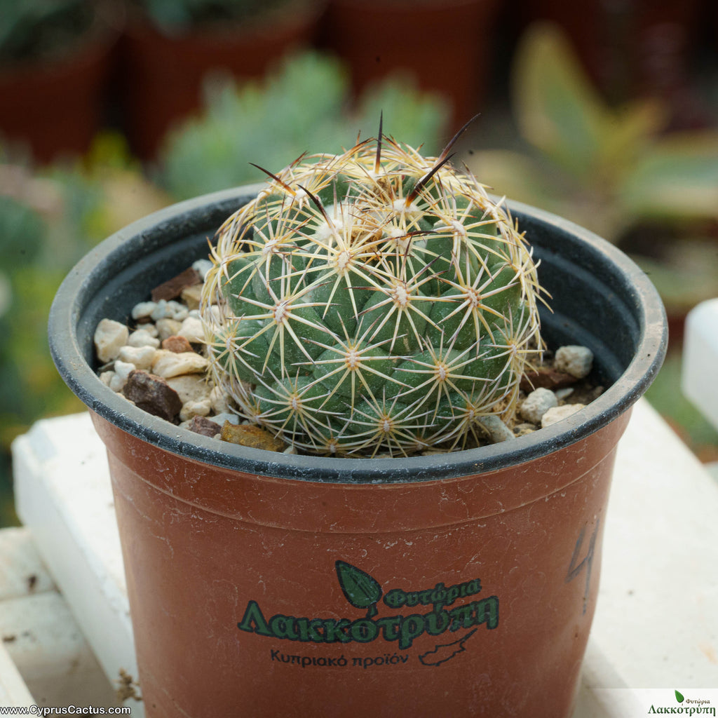 Coryphanta Cyprus Cactus