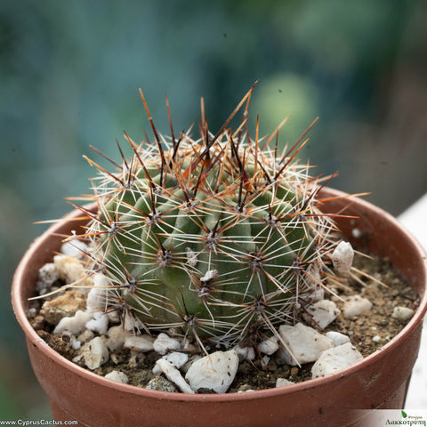 Echinopsis aurea f. longispina