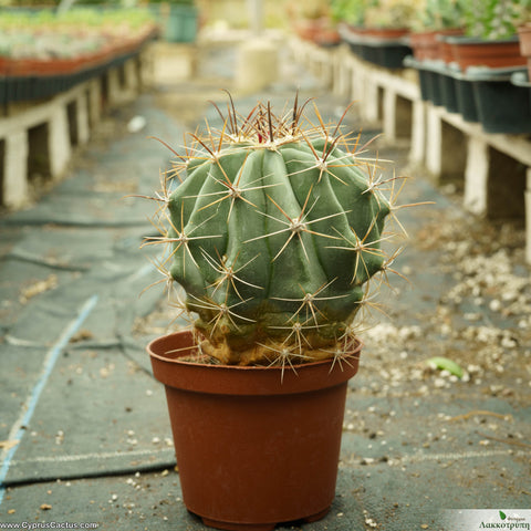 Ferocactus wislizeni