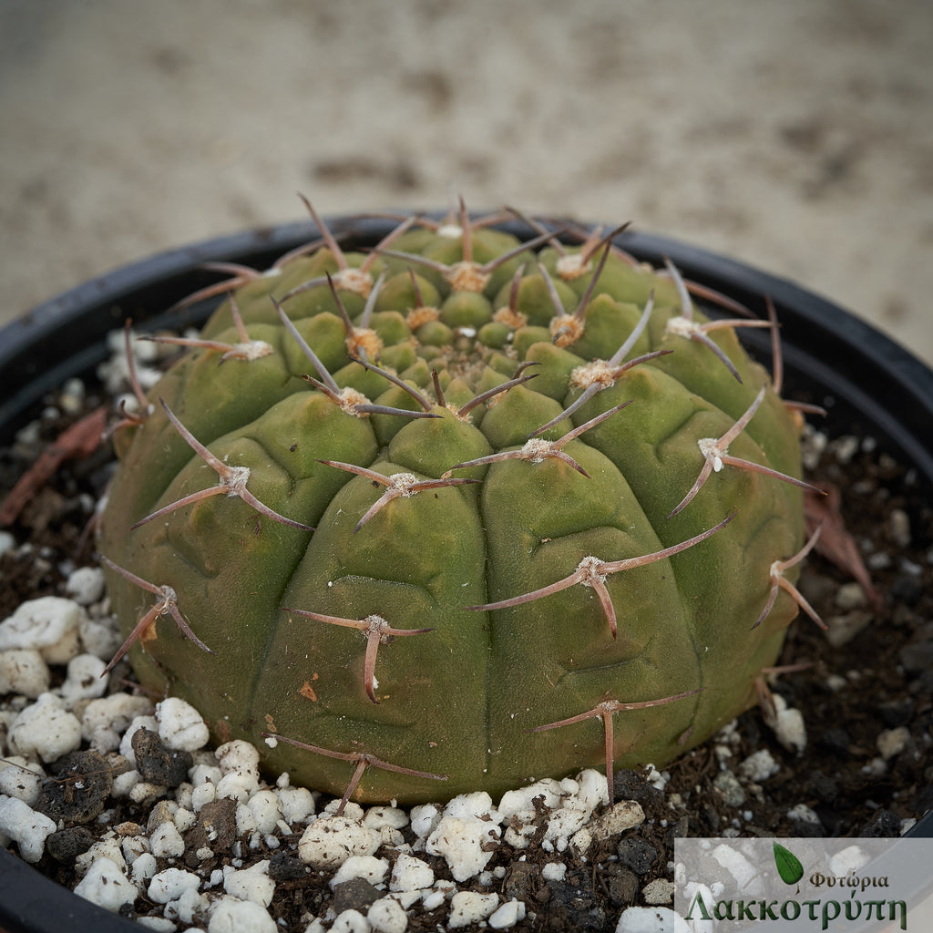 Gymnocalycium bodenbenderianum – Cyprus Cactus