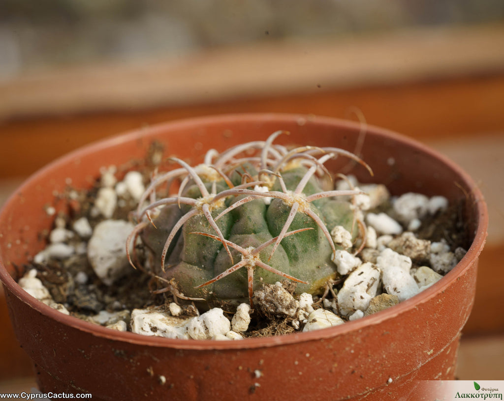 Gymnocalycium carminanthum  Cyprus Cactus