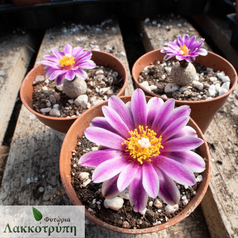 Turbinicarpus valdezianus