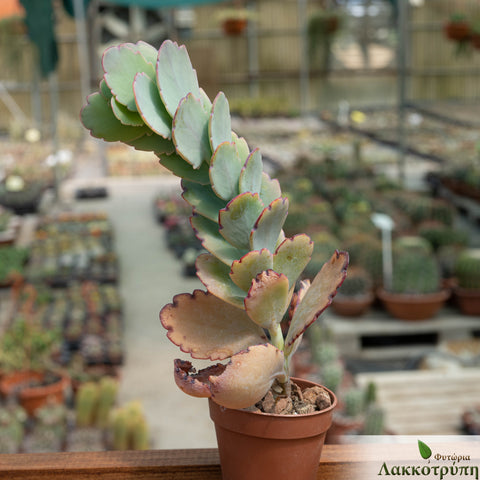 Kalanchoe fedtschenkoi