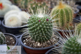 Mammillaria spinosissima un pico