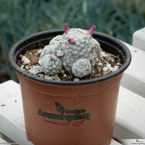 Mammillaria humboldtii