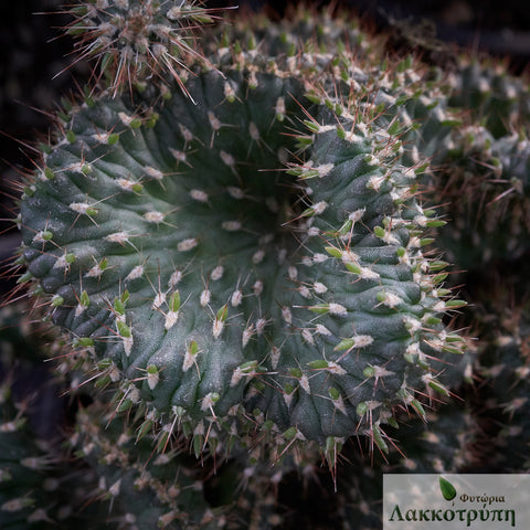 Opuntia fulgida cristata