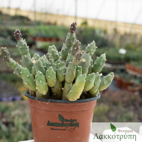 Opuntia dactylifera