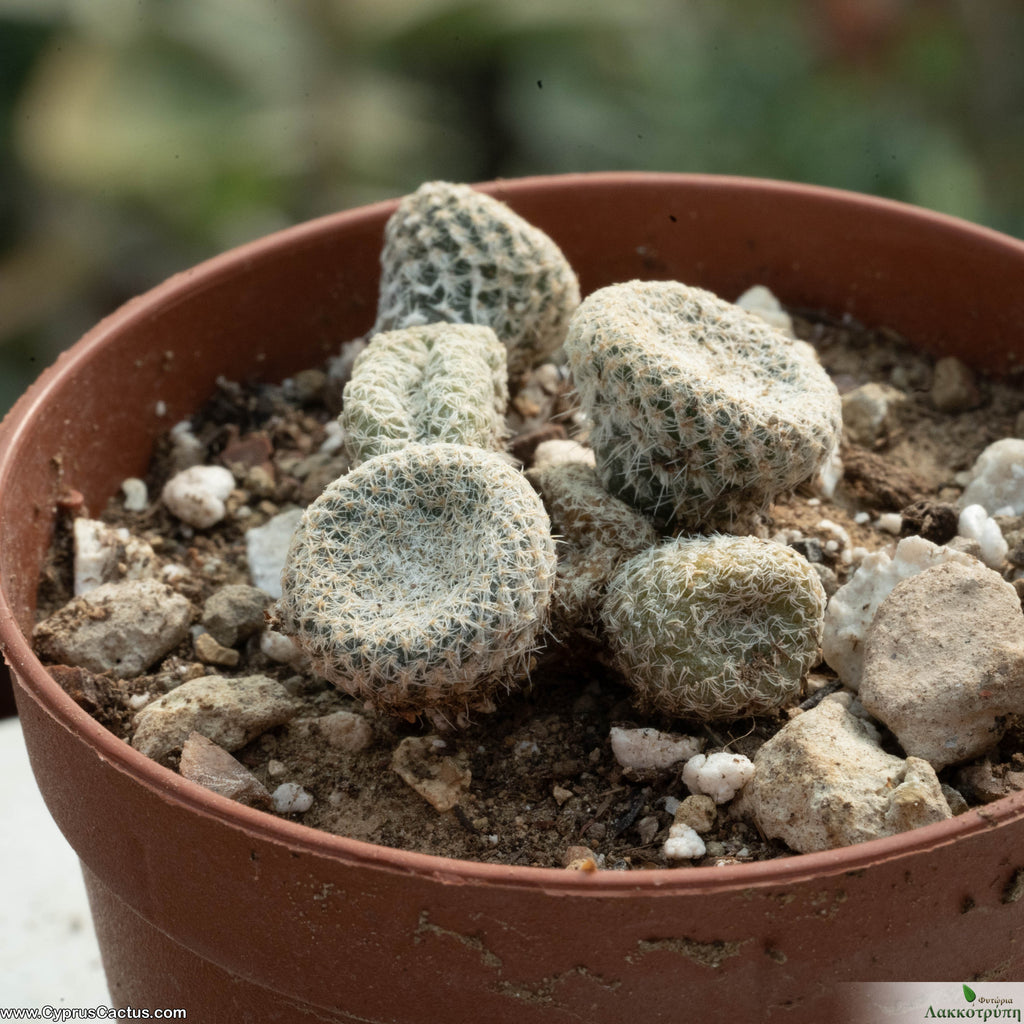 Puna clavarioides white  Cyprus Cactus